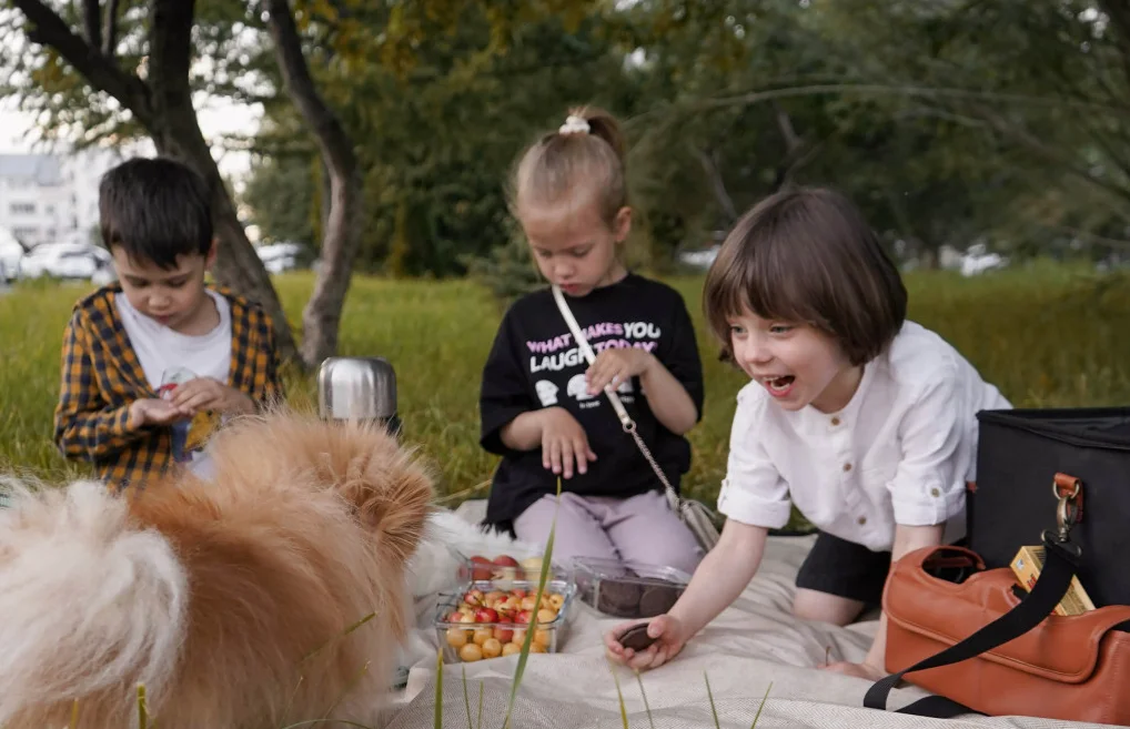 rollup picnic blanket